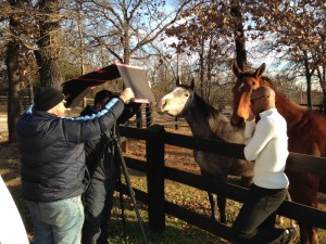 Horses, being awesome!
